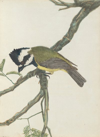 Shrike crestato. Lewin, John. Uccelli del Nuovo Galles del Sud con la loro storia naturale. Sydney: G. Howe, 18... da John William Lewin